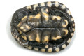 Chelodina gunaleni small form juvenil
